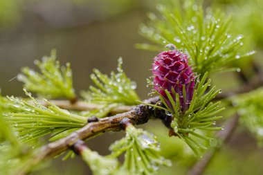 Karaçam ağacı tomurcuğuna ve iğnelerine su damlacıkları.