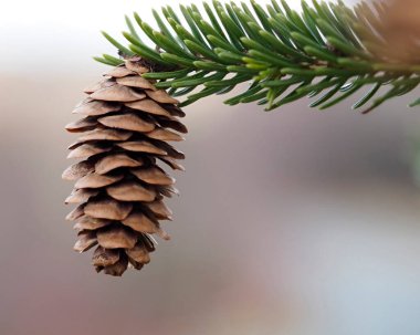 Bulanık arkaplan ile Balsam köknar (Abies balsamea) ağacı konisi.