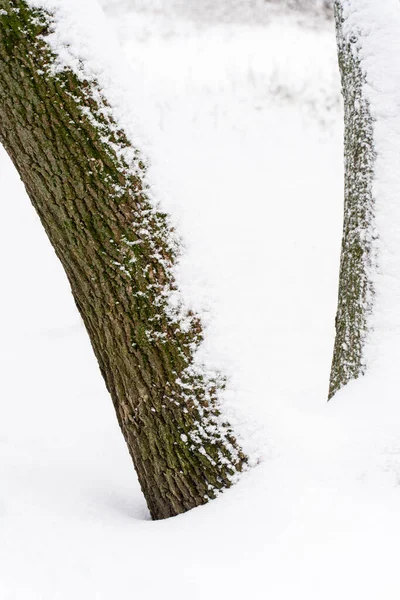 Nyírfa Törzs Borított Tél Folyamán Fakéreg Egy Fenyőfa Textúra Szelektív — Stock Fotó