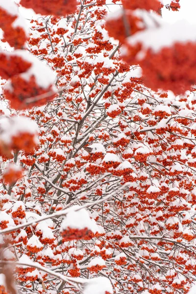 Pionowy Widok Sorbus Aucuparia Powszechnie Nazywany Czerwonym Łabędziem Pokryte Śniegiem — Zdjęcie stockowe