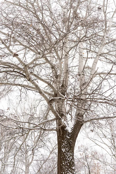 Вертикальний Вид Мальовниче Красиве Дерево Вкрите Снігом Зимовому Лісі Концепція — стокове фото