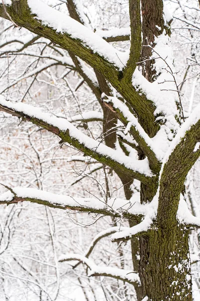Вертикальний Вид Мальовниче Красиве Дерево Вкрите Снігом Зимовому Лісі Концепція Ліцензійні Стокові Фото