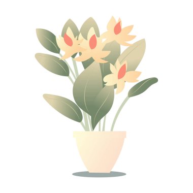 Kapalı alandaki bitkilerin düz renk çizimi. Metal tezgahlarda bej kapta gerçekçi ev bitkisi. Saplı ve yapraklı egzotik çiçekler. İzole botanik tasarım elementi. DIY