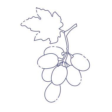 Beyaz arka planda sapı ve yaprağı olan mor üzümler. Vektör illüstrasyon çizgisi biçimi