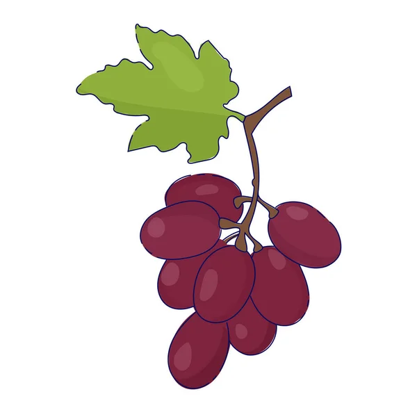 Paarse Druiven Met Stengel Blad Geïsoleerd Witte Achtergrond Vectorillustratietekening — Stockvector