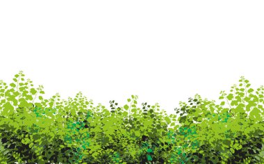 Realistic garden shrub, seasonal bush, boxwood, tree crown bush foliage.Ornamental green plant in the form of a hedge.For decorate of a park, a garden or a green fence. clipart