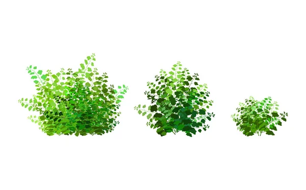 stock vector Realistic garden shrub, seasonal bush, boxwood, tree crown bush foliage.Ornamental green plant in the form of a hedge.For decorate of a park, a garden or a green fence.