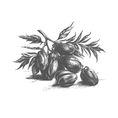 nk drawn dates with leaves. Ripe fruits hang from the branches.Border design with date palm leaves and ripe fruits sketch vector illustration isolated on white background.I