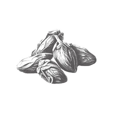 nk drawn dates with leaves. Ripe fruits hang from the branches.Border design with date palm leaves and ripe fruits sketch vector illustration isolated on white background.I