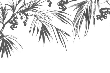Ink drawn dates with leaves. Ripe fruits hang from the branches.Border design with date palm leaves and ripe fruits sketch vector illustration isolated on white background.