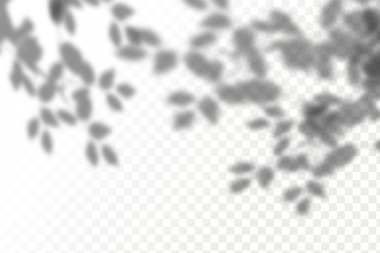 Gölgelerin örtülmesinin etkisi. Şeffaf kareli arka planda gerçekçi tropikal yapraklar ve dallar. Doğal ışık düzeni.