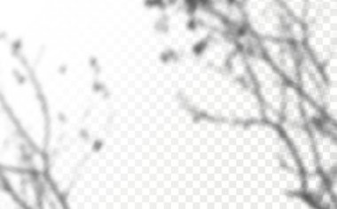 Gölgelerin örtülmesinin etkisi. Şeffaf kareli arka planda gerçekçi tropikal yapraklar ve dallar. Doğal ışık düzeni.