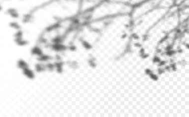 Gölgelerin örtülmesinin etkisi. Şeffaf kareli arka planda gerçekçi tropikal yapraklar ve dallar. Doğal ışık düzeni.