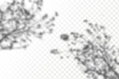 Gölgelerin örtülmesinin etkisi. Şeffaf kareli arka planda gerçekçi tropikal yapraklar ve dallar. Doğal ışık düzeni.