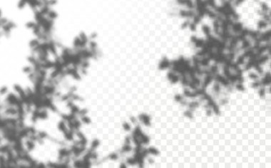 Gölgelerin örtülmesinin etkisi. Şeffaf kareli arka planda gerçekçi tropikal yapraklar ve dallar. Doğal ışık düzeni.