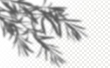 The effect of overlaying shadows. Realistic shadow tropical leaves and branches on transparent checkered background.Natural light layout.