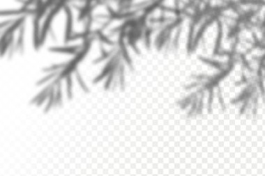 The effect of overlaying shadows. Realistic shadow tropical leaves and branches on transparent checkered background.Natural light layout.