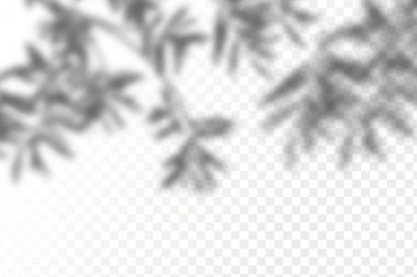 Gölgelerin etkisi. Doğal ışık düzeni. Şeffaf kareli arka planda gerçekçi tropik yapraklar ve dallar..