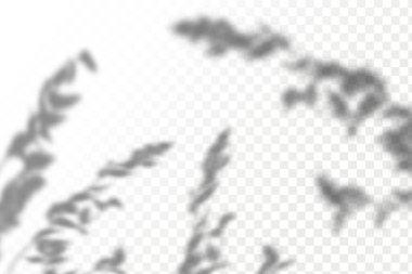 Gölgelerin etkisi. Doğal ışık düzeni. Şeffaf kareli arka planda gerçekçi tropik yapraklar ve dallar..