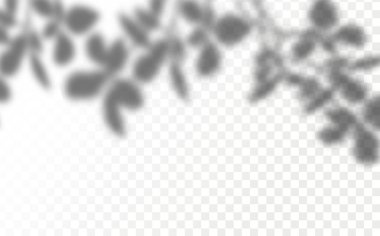 Gölgelerin örtülmesinin etkisi. Şeffaf kareli arka planda gerçekçi tropikal yapraklar ve dallar. Doğal ışık düzeni.