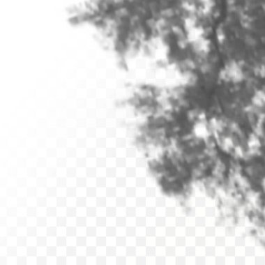 The effect of overlaying shadows. Realistic shadow tropical leaves and branches on transparent checkered background. Natural light layout.