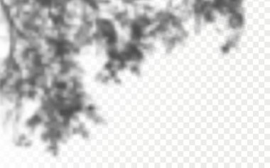 The effect of overlaying shadows. Realistic shadow tropical leaves and branches on transparent checkered background. Natural light layout.