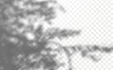 Gölgelerin örtülmesinin etkisi. Şeffaf kareli arka planda gerçekçi tropikal yapraklar ve dallar. Doğal ışık düzeni.