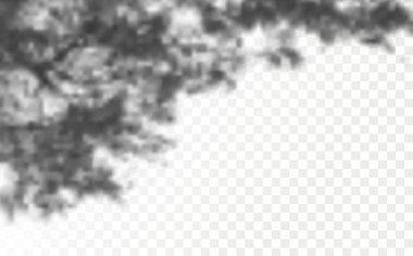 Gölgelerin etkisi. Doğal ışık düzeni. Şeffaf kareli arka planda gerçekçi tropik yapraklar ve dallar..