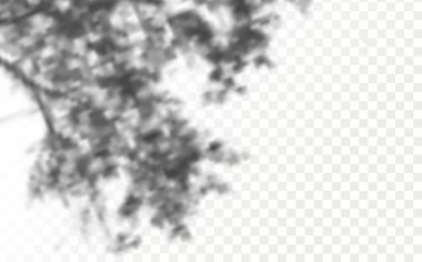 Gölgelerin etkisi. Doğal ışık düzeni. Şeffaf kareli arka planda gerçekçi tropik yapraklar ve dallar..