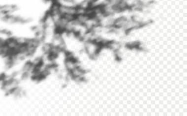 Gölgelerin örtülmesinin etkisi. Şeffaf kareli arka planda gerçekçi tropikal yapraklar ve dallar. Doğal ışık düzeni.