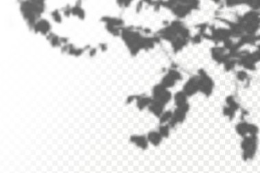 The effect of overlaying shadows. Realistic shadow tropical leaves and branches on transparent checkered background. Natural light layout.