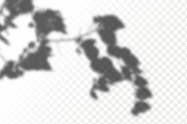 The effect of overlaying shadows. Realistic shadow tropical leaves and branches on transparent checkered background. Natural light layout.