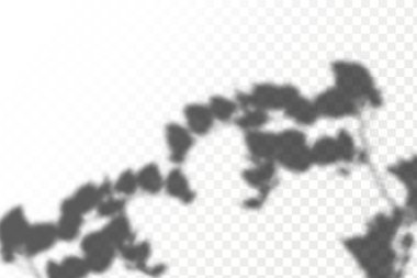 The effect of overlaying shadows. Realistic shadow tropical leaves and branches on transparent checkered background. Natural light layout.