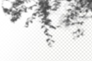 The effect of overlaying shadows. Realistic shadow tropical leaves and branches on transparent checkered background. Natural light layout.