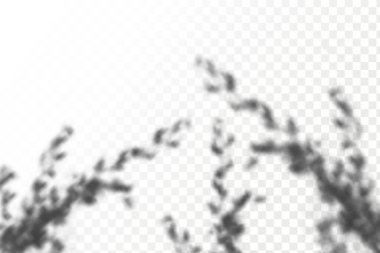 Gölgelerin örtülmesinin etkisi. Şeffaf kareli arka planda gerçekçi tropikal yapraklar ve dallar. Doğal ışık düzeni.