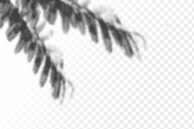 Gölgelerin örtülmesinin etkisi. Şeffaf kareli arka planda gerçekçi tropikal yapraklar ve dallar. Doğal ışık düzeni.