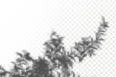 Gölgelerin örtülmesinin etkisi. Şeffaf kareli arka planda gerçekçi tropikal yapraklar ve dallar. Doğal ışık düzeni.