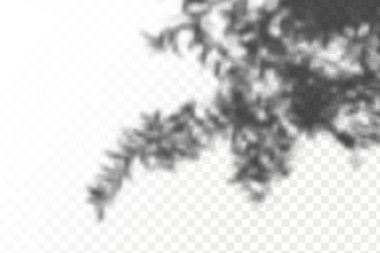 Gölgelerin örtülmesinin etkisi. Şeffaf kareli arka planda gerçekçi tropikal yapraklar ve dallar. Doğal ışık düzeni.