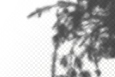 Gölgelerin örtülmesinin etkisi. Şeffaf kareli arka planda gerçekçi tropikal yapraklar ve dallar. Doğal ışık düzeni.