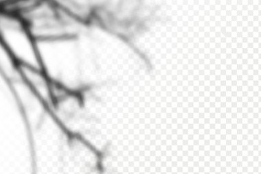 Gölgelerin örtülmesinin etkisi. Şeffaf kareli arka planda gerçekçi tropikal yapraklar ve dallar. Doğal ışık düzeni.