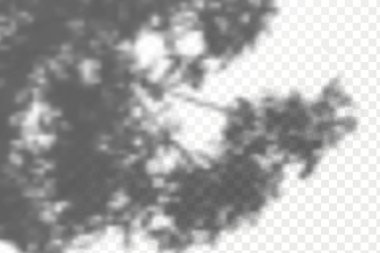 Gölgelerin örtülmesinin etkisi. Şeffaf kareli arka planda gerçekçi tropikal yapraklar ve dallar. Doğal ışık düzeni.