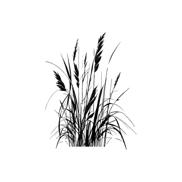Monochromatický Obraz Rostliny Břehu Rybníka Obrázek Siluety Rákosí Nebo Bulvy — Stockový vektor