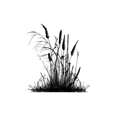 Monochrome image of a plant on the shore near a pond.Image of a silhouette reed or bulrush on a white background. clipart