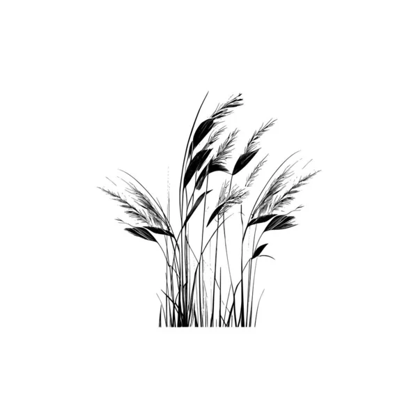 Monochromatický Obraz Rostliny Břehu Rybníka Obrázek Siluety Rákosí Nebo Bulvy — Stockový vektor