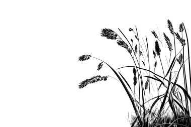 Monochrome image of a plant on the shore near a pond.Image of a silhouette reed or bulrush on a white background. clipart