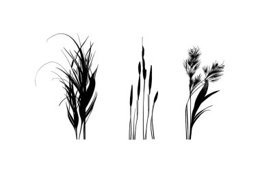 Kıyıdaki bir bitkinin tek renkli görüntüsü. Gölün kenarında bir siluet kamış ya da beyaz arkaplanda bir kabartma görüntüsü..