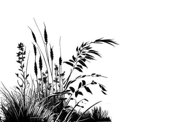 海滨靠近池塘的一种植物的单色图像 白色背景上的剪影芦苇或芦苇的图像 — 图库矢量图片
