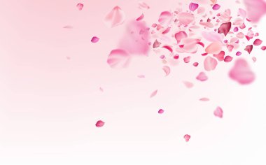 Japon kültürünün sembolü. Kırılgan pembe ve beyaz sakura yaprakları uçuyor..