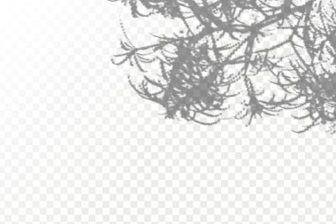 The effect of overlaying shadows. Realistic shadow tropical leaves and branches on transparent checkered background. Natural light layout.