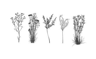 Basit ve grafiksel şekil, el çizimi düğün çiçeği ve davetiye kartı. Tarafsız siyah ve beyaz renkli zarif kır çiçekleri seti..